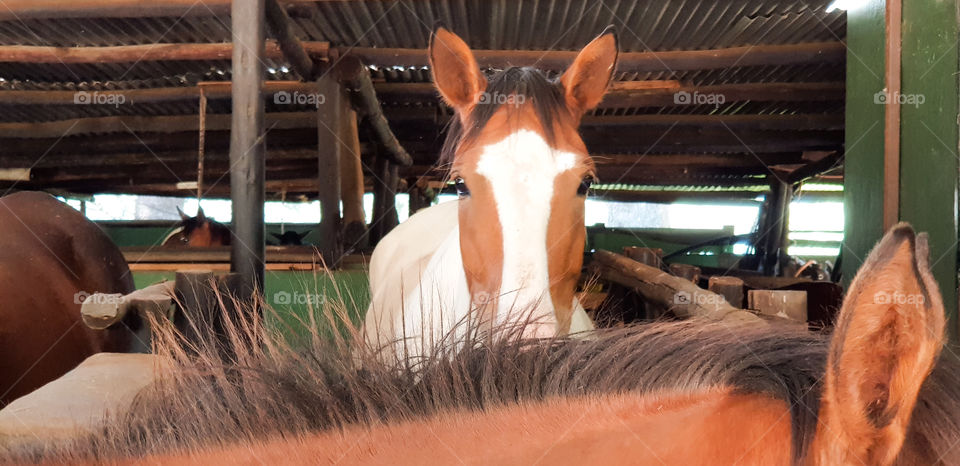Pretty horse looking at the camera over the mane of another horse inside a big stable