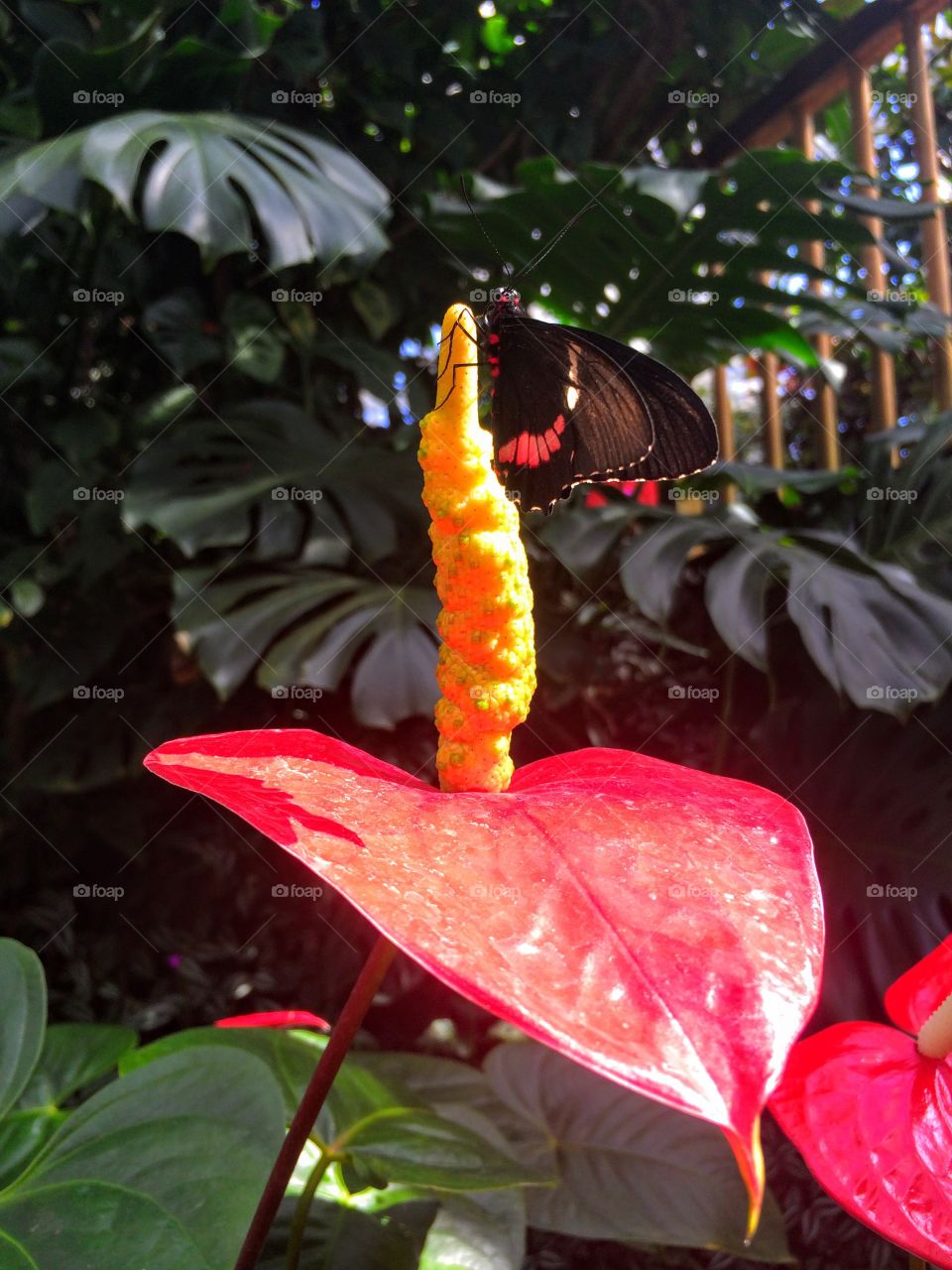 Butterfly in a tip of anthurium flower