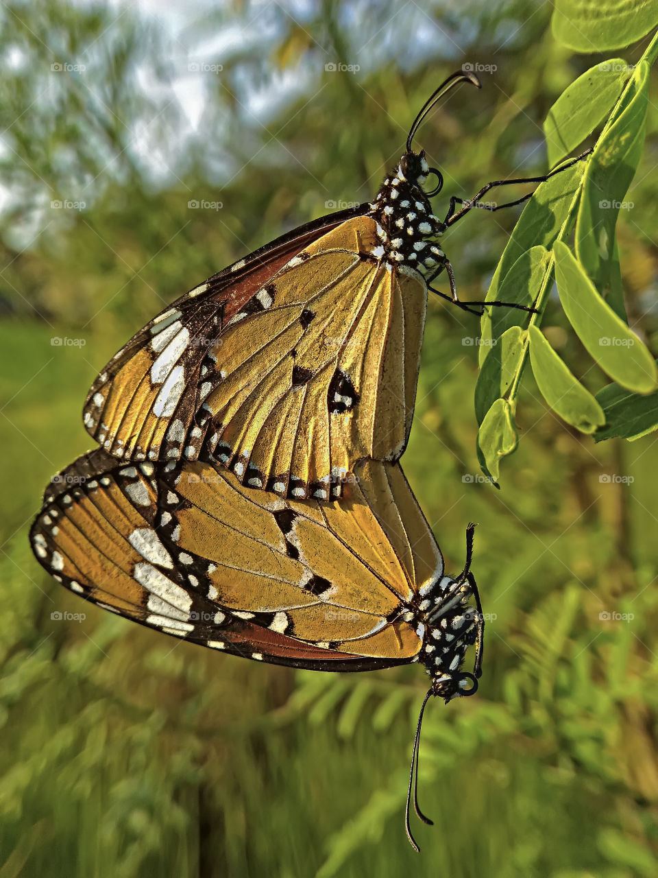 mating butterflies.