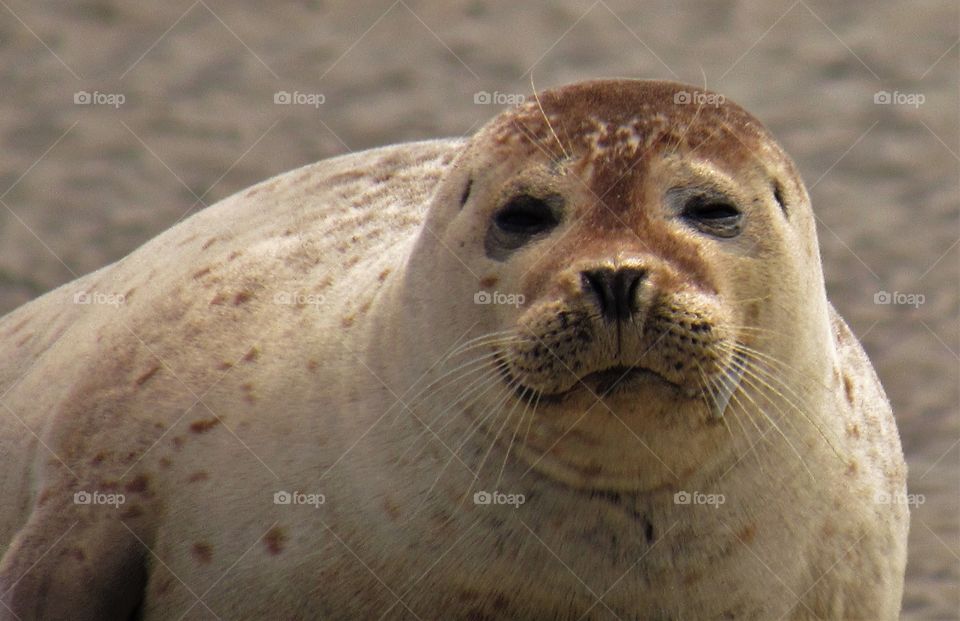 Seals in Berck France