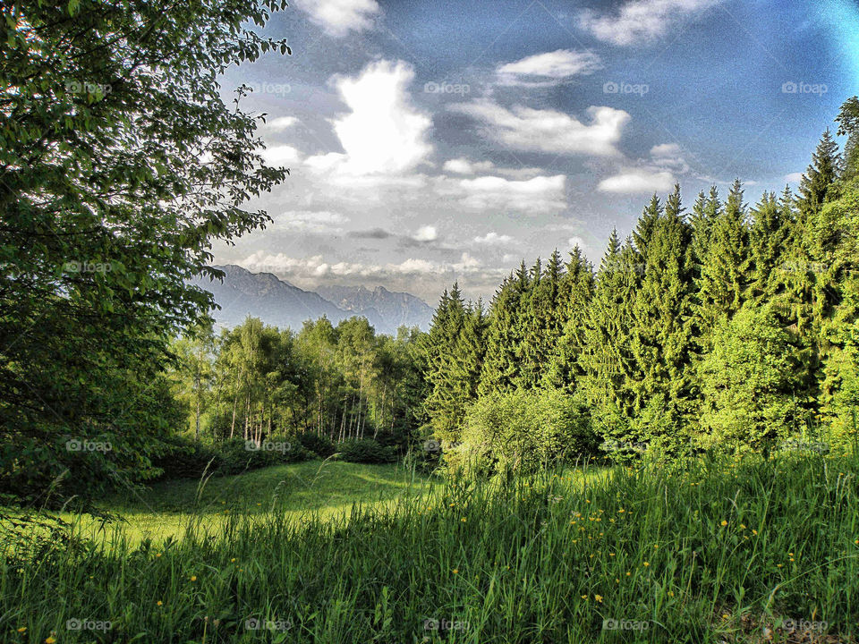 Nuvole tra il bosco