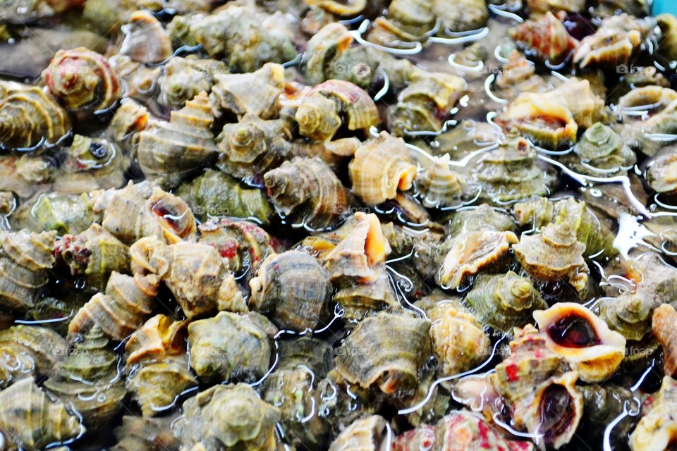 Neptunea  Shell. At Sanya's seafood and vegetables market