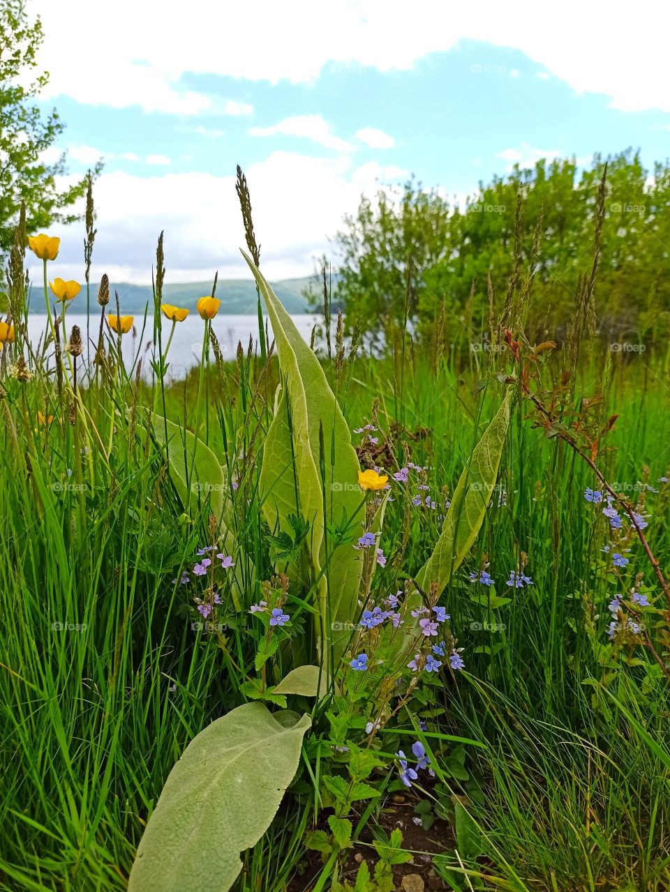 mountain plants