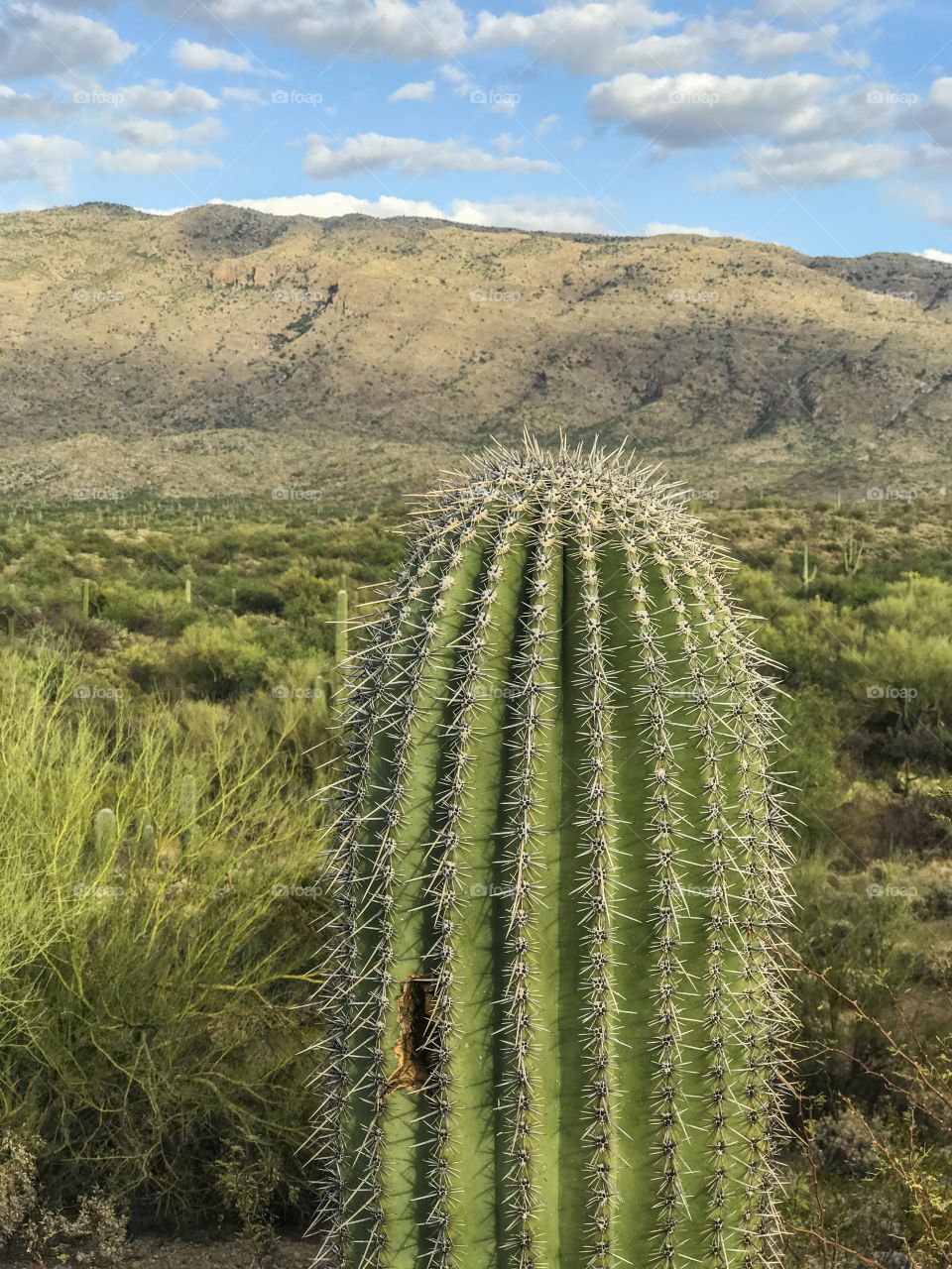 Desert Landscape 