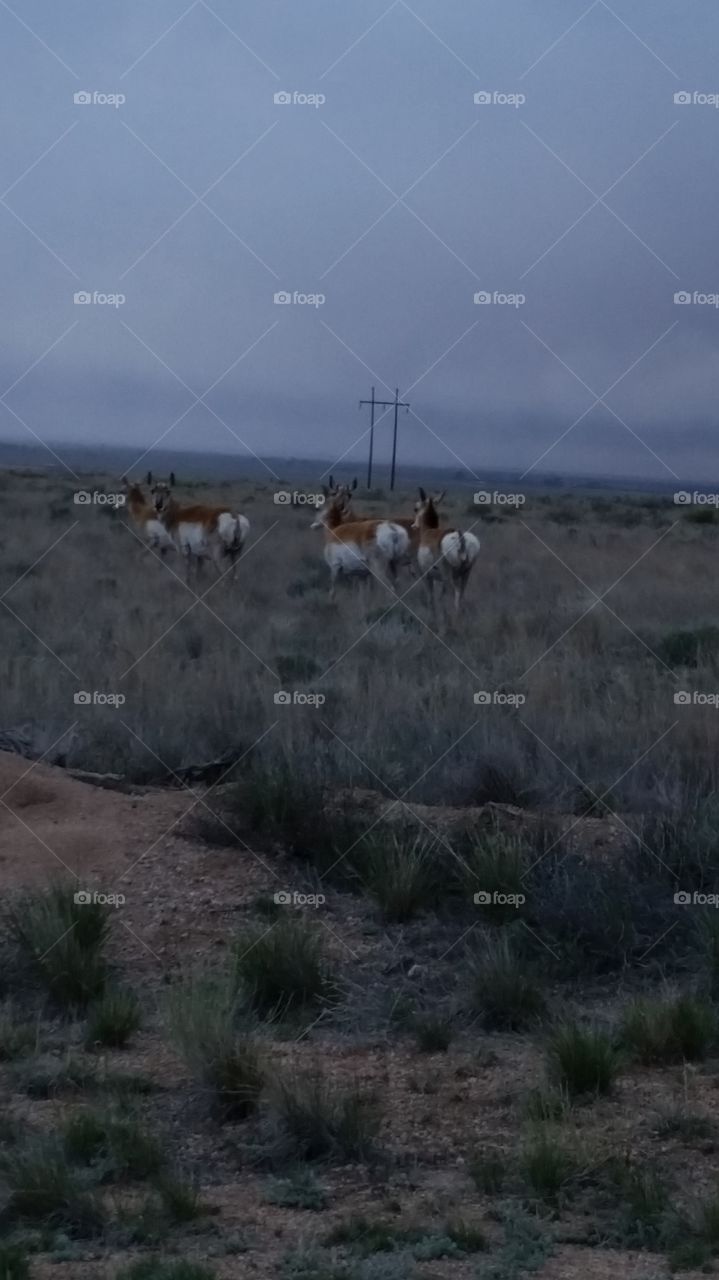 Antelope 1