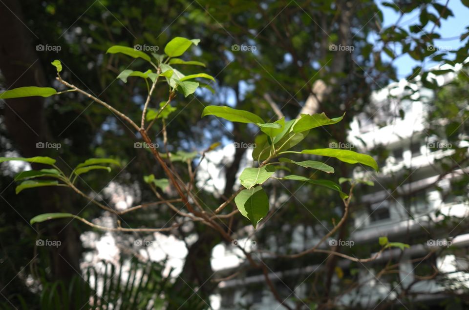 Leaves 