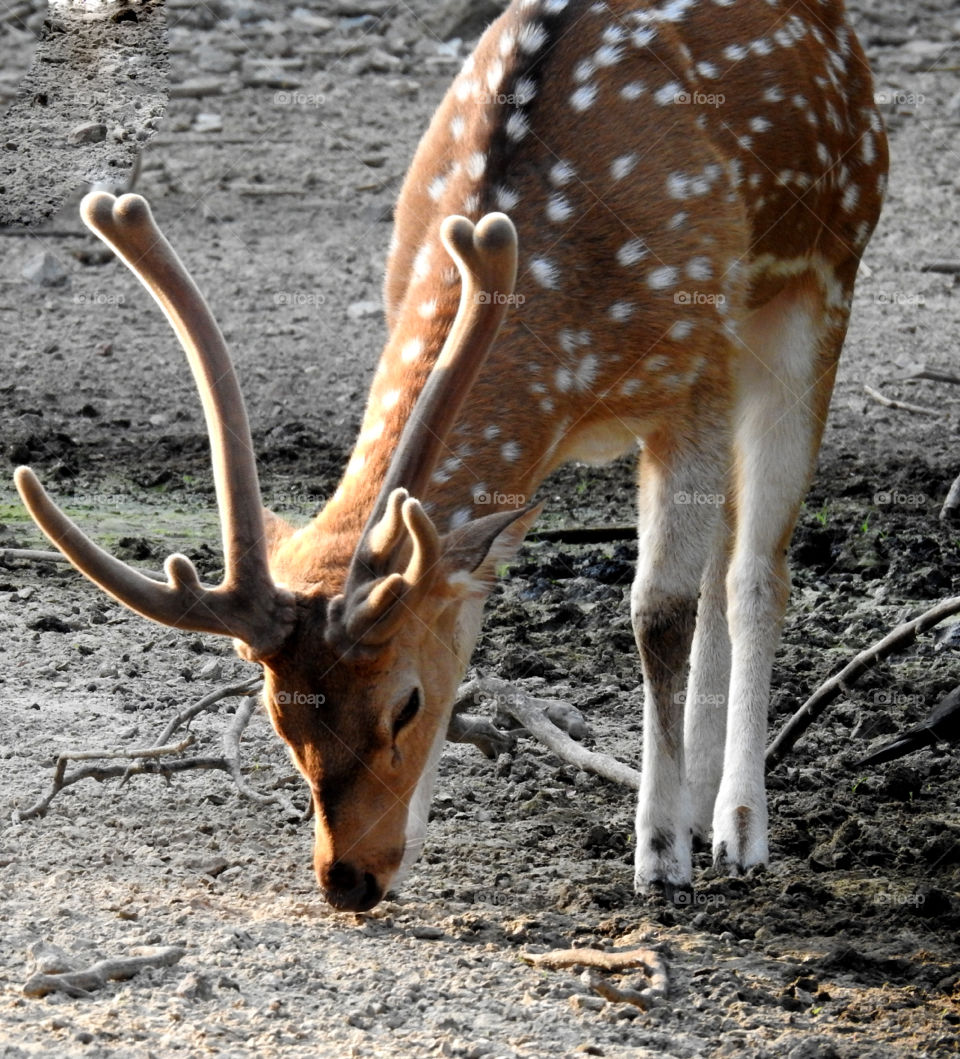 spotted deer