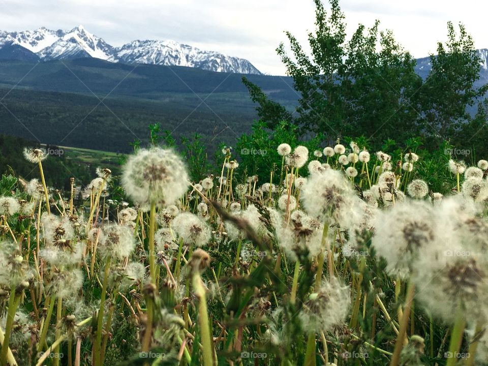 View of Canada's Rocky Mountains through fluffy seeding dandelions in alpine meadow 