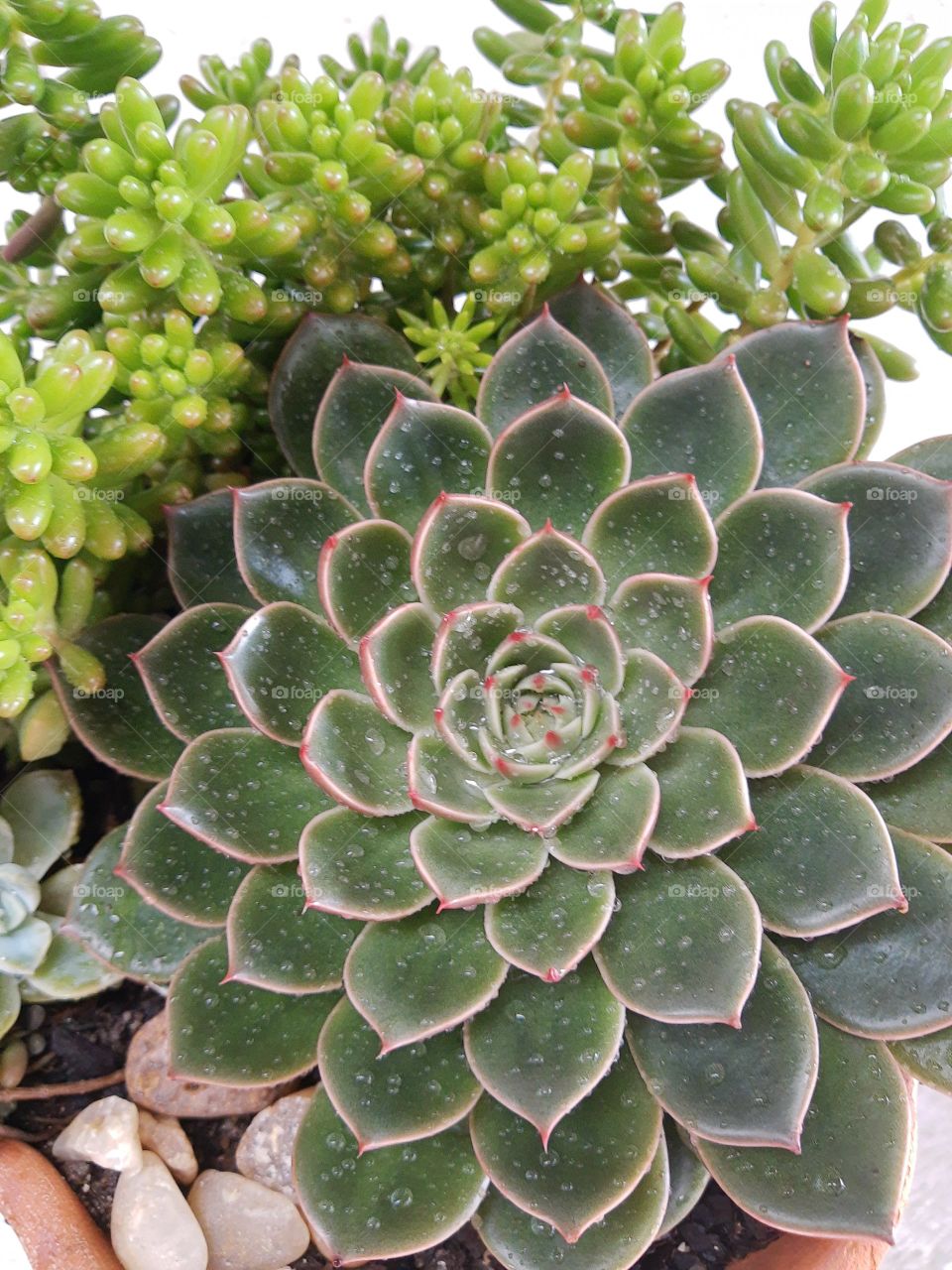 succulents