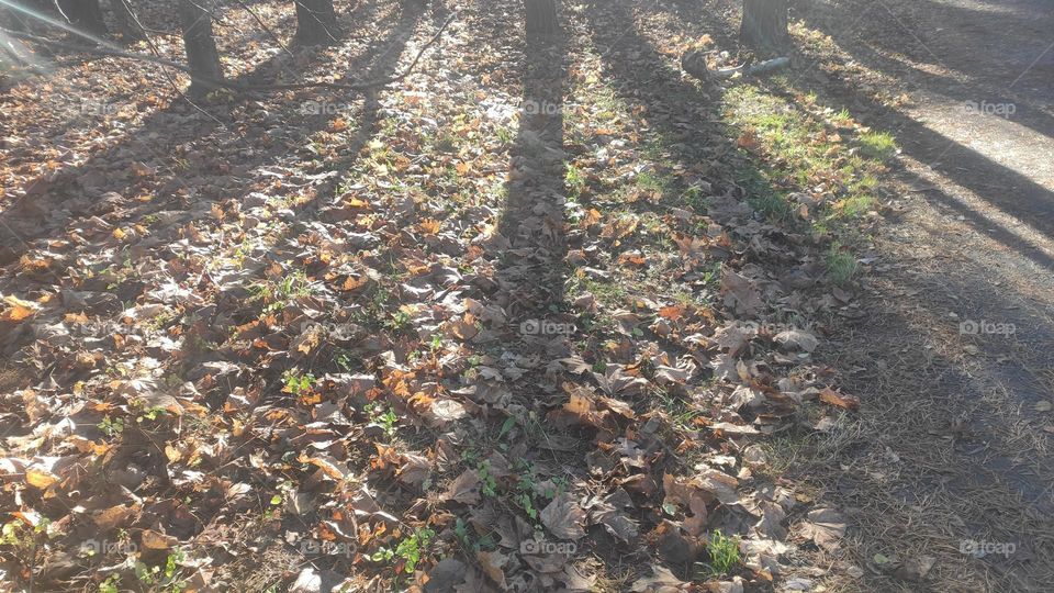 Shadows and leaves