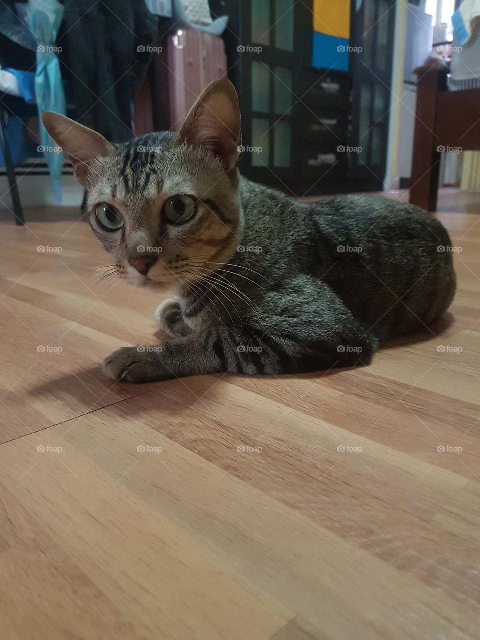 seductive and annoying