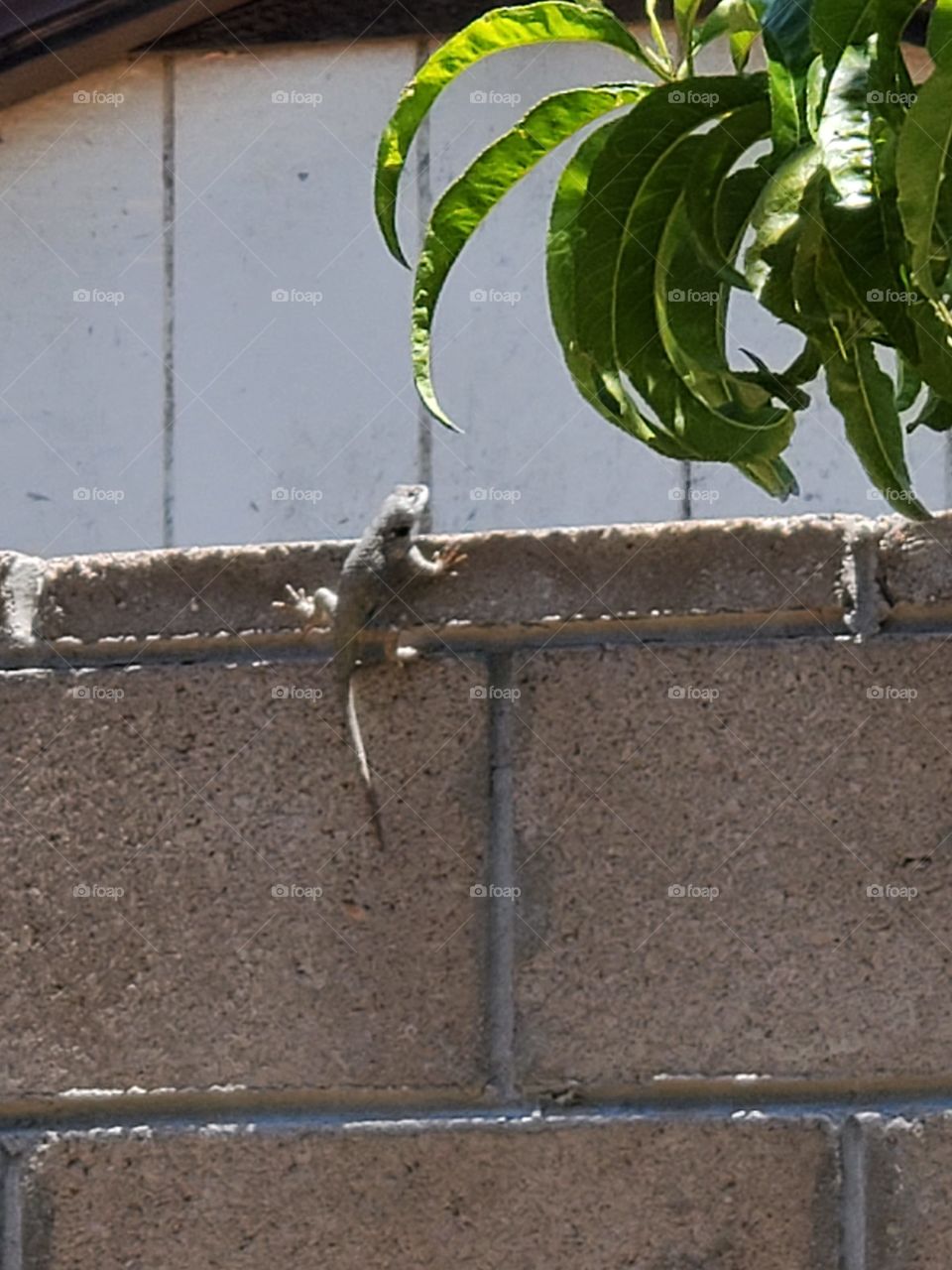 Lizard peeking over wall into neighbors yard