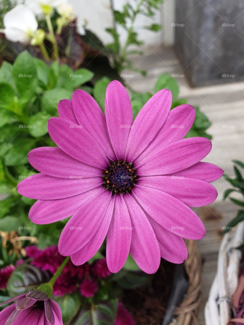 a portrait of a purple daisy flower standing on a wooden table inside a house. the core is dark purple or blue with some yellow spots in it.