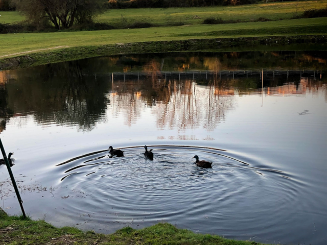 Ducks
