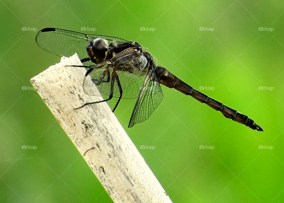 Dragonfly holds on