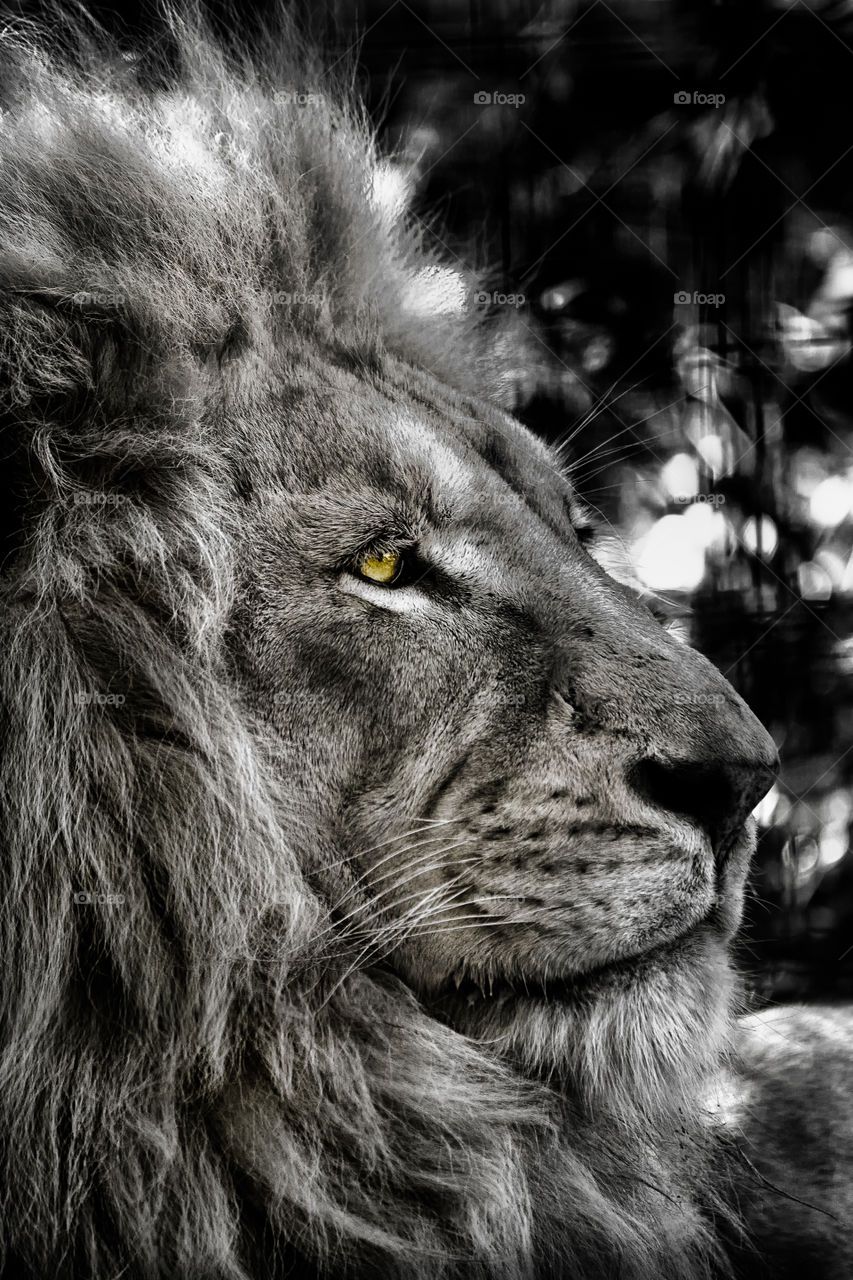 Lion portrait 