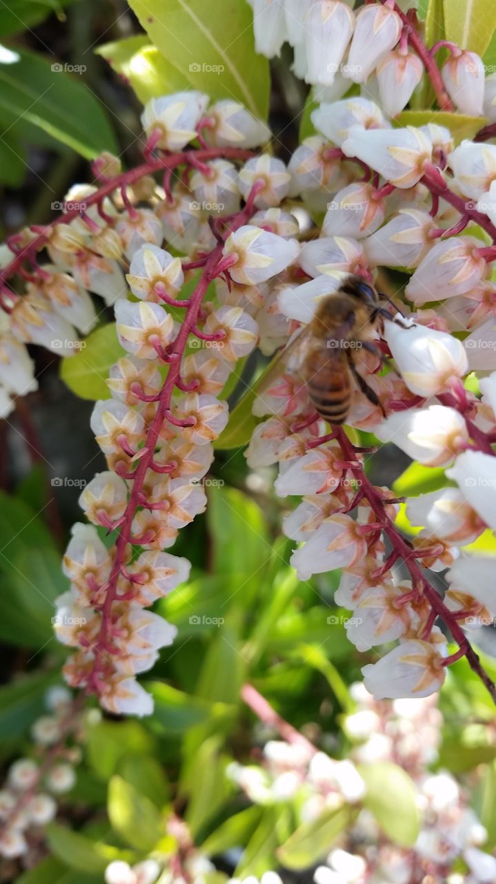 Spring business. Bee pollination 