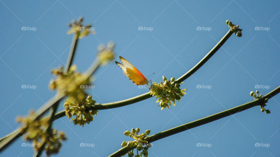 orange butterfly with a blue sky