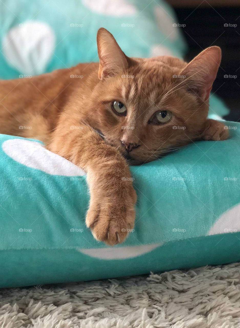 Merle the cat gazes with soulful eyes from upon his pillow.