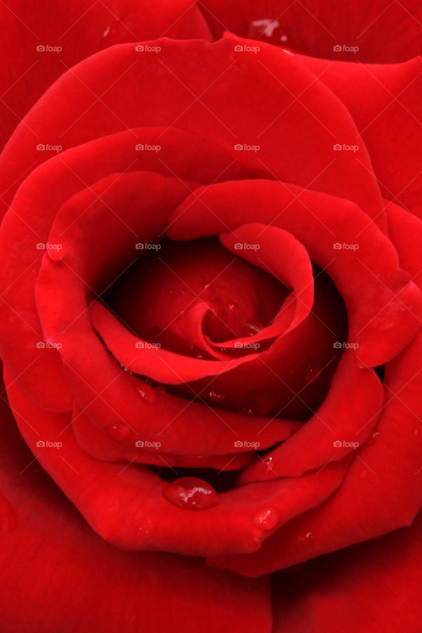 sexy rose
