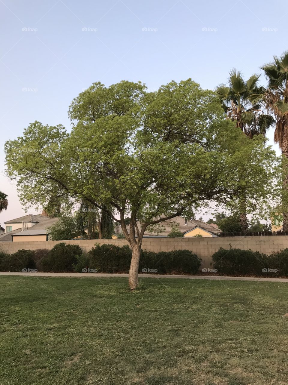 A fine tree at the neighborhood park. It looks beautiful in its way. It also appears that it easy to climb with only your hands and feet.