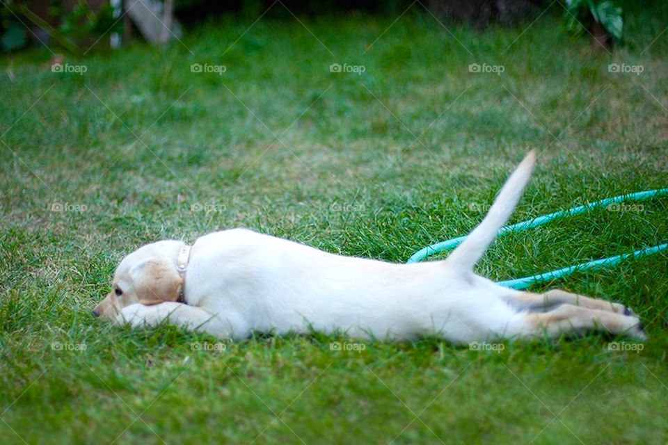 Side view of white dog in the garden
