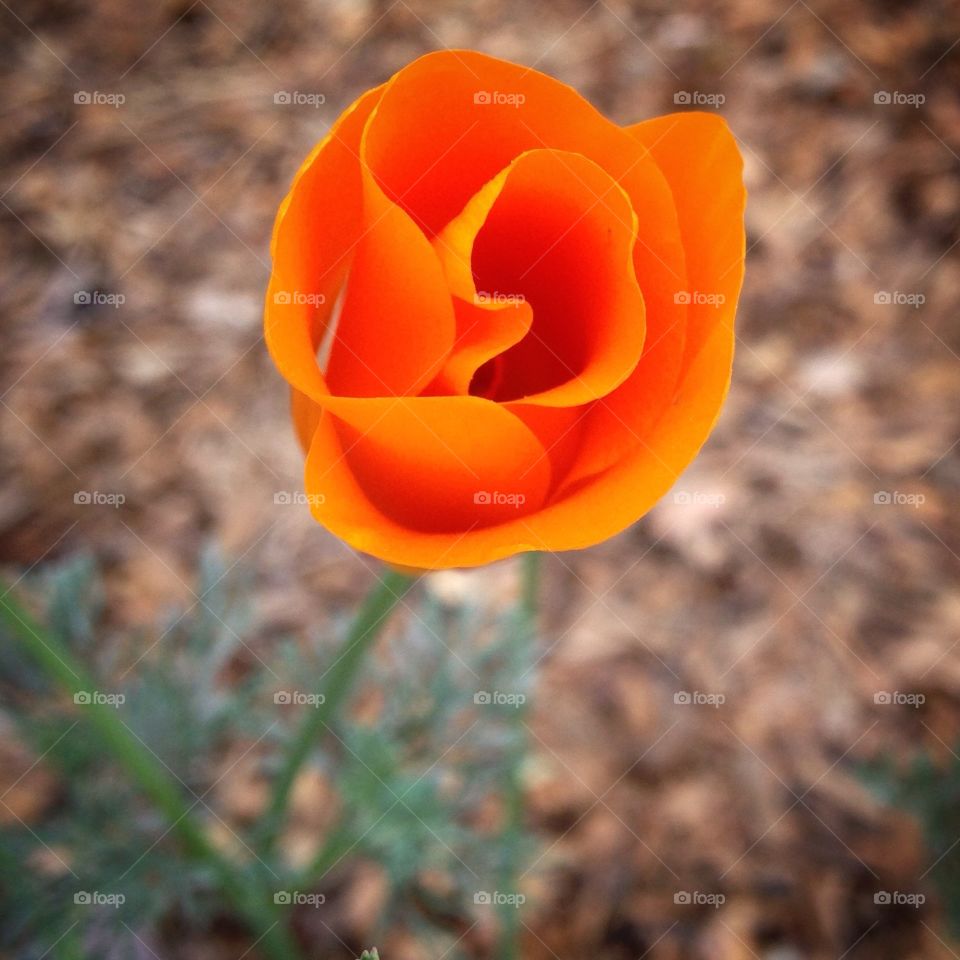 Orange. Orange California Poppy