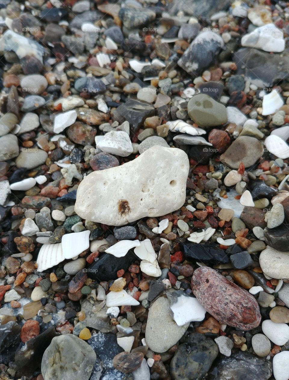 stone Steine strand bunt farben color colour Muscheln