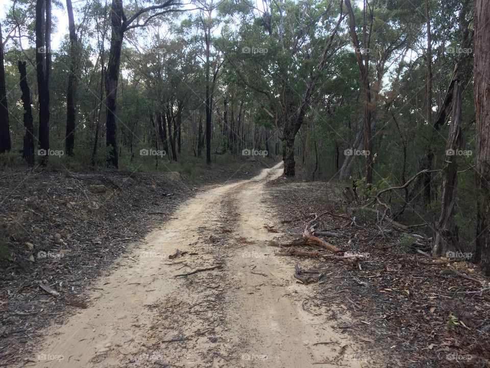 Fire trail through bush