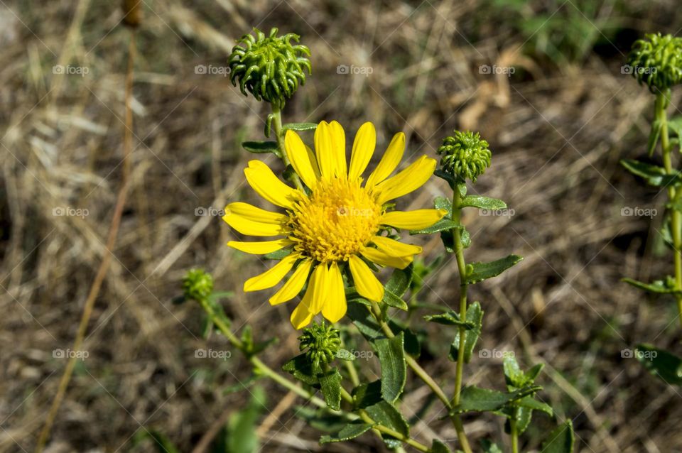 Yellow flower