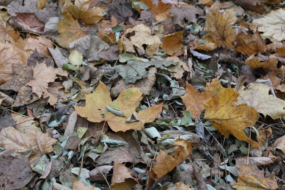 leaves in Autumn