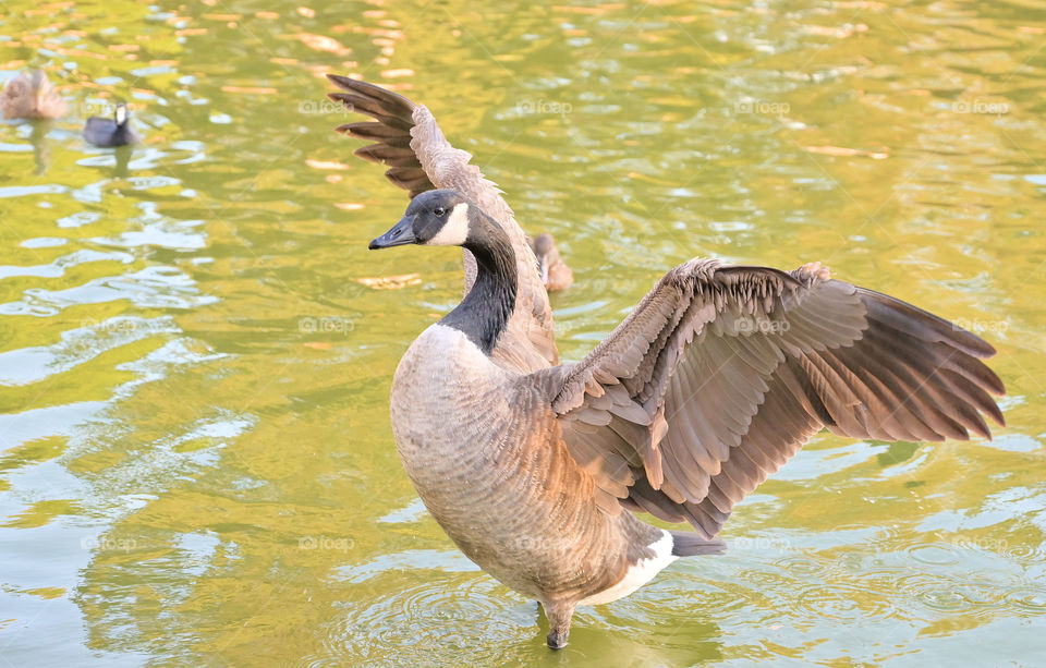 Spread your wings under the sun 🔆 