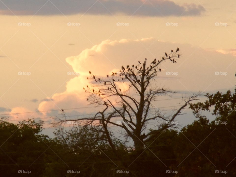 bird is the word. This is a picture of some birds that were perched in a tree. 👣 🚶 🏃 🔥 💨