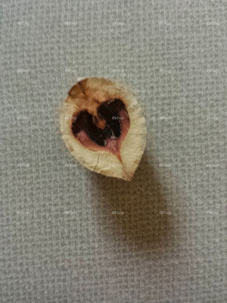 hidden hickory nut heart