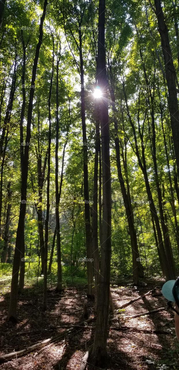 Looking Up At The Sun Shining Through The Trees