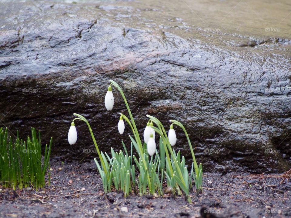 Snowdrops