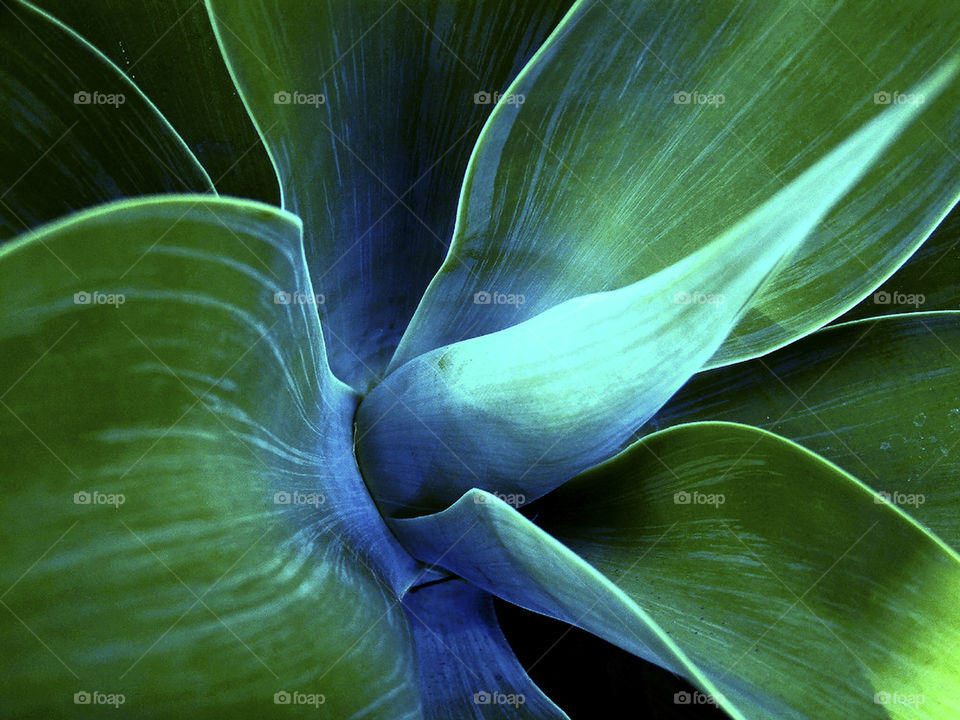 Close-up of agave plant