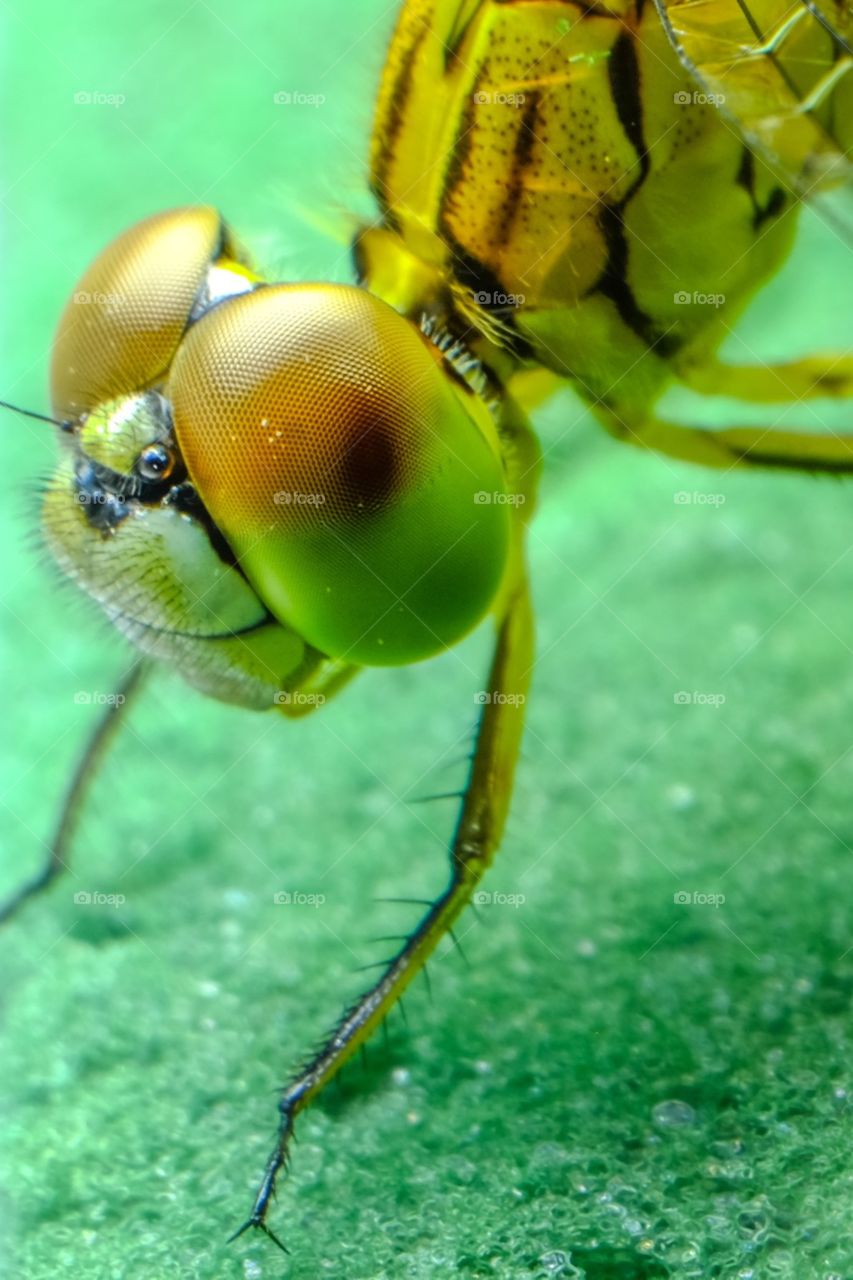 Eye Dragonfly 