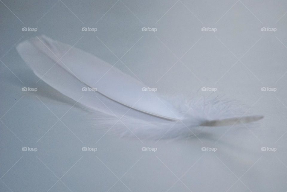 White feather on white background