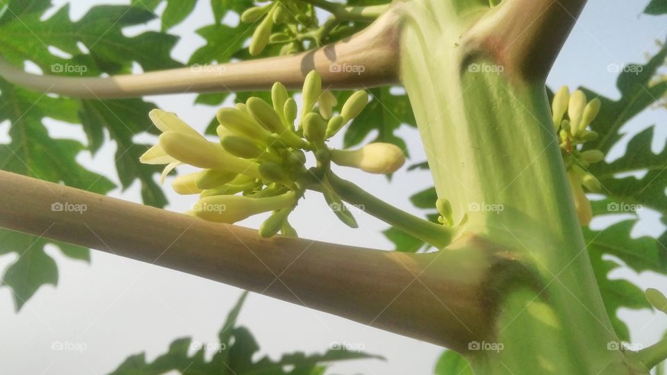a beautiful flowers in the Papaya tree