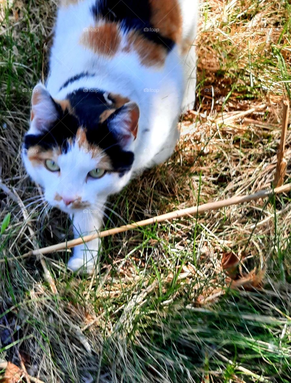 tricolor cat on the hunt