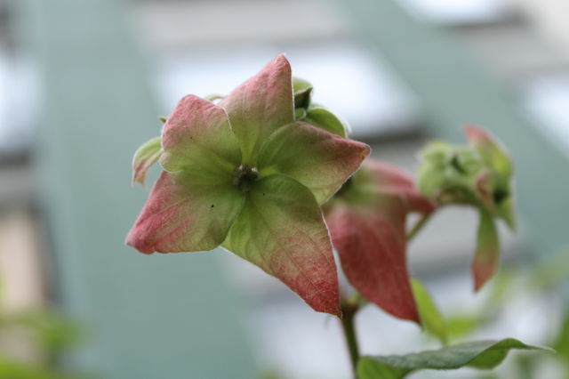 Flower🌺