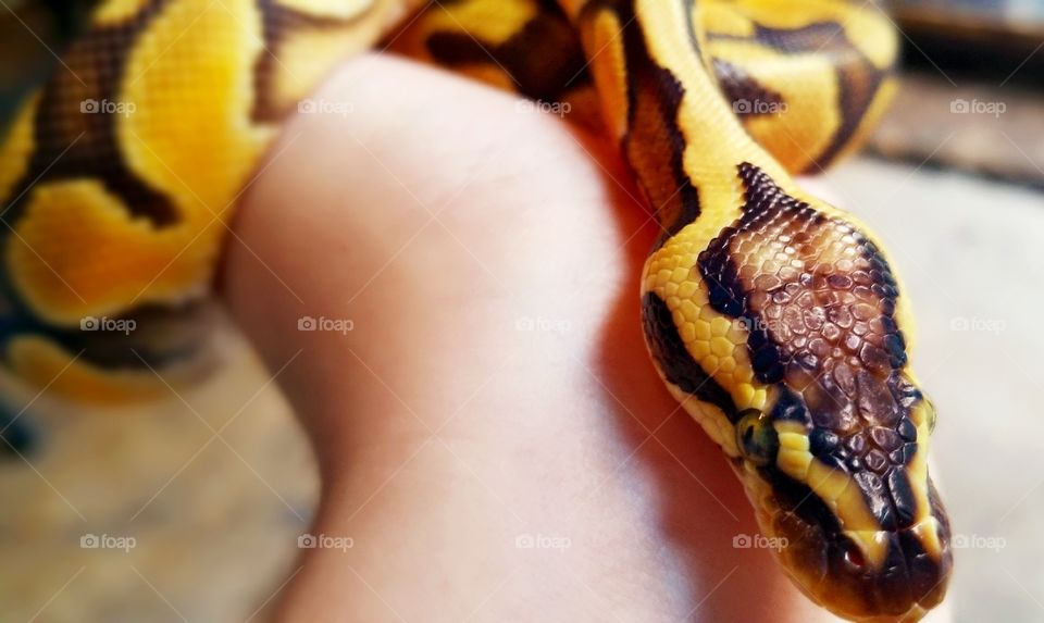 pastel python