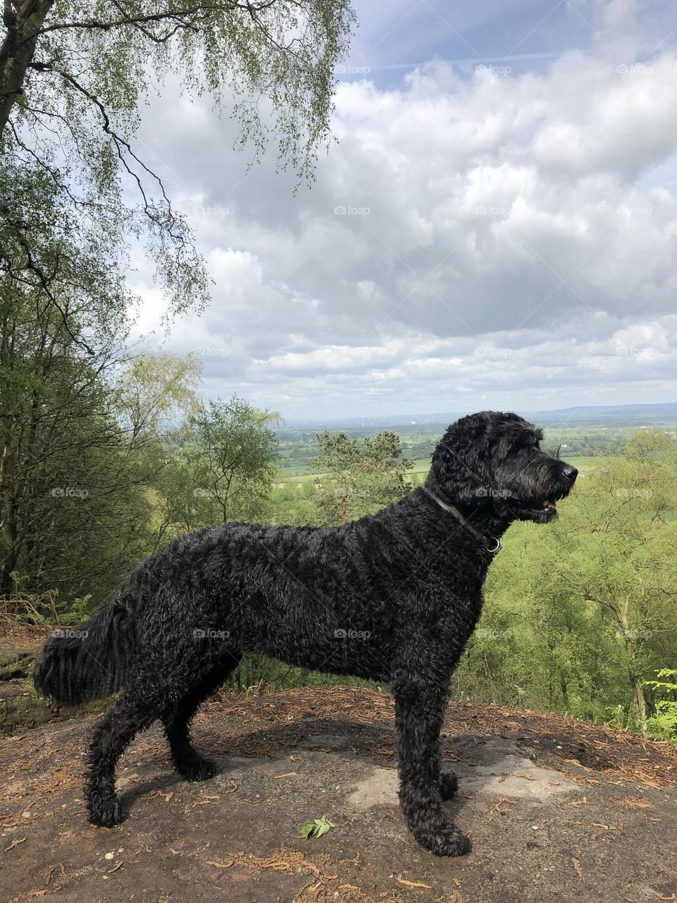 Goldendoodle black with a view