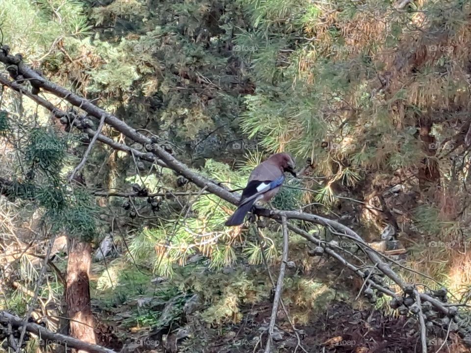 wildlife in the mountains of Ymittos