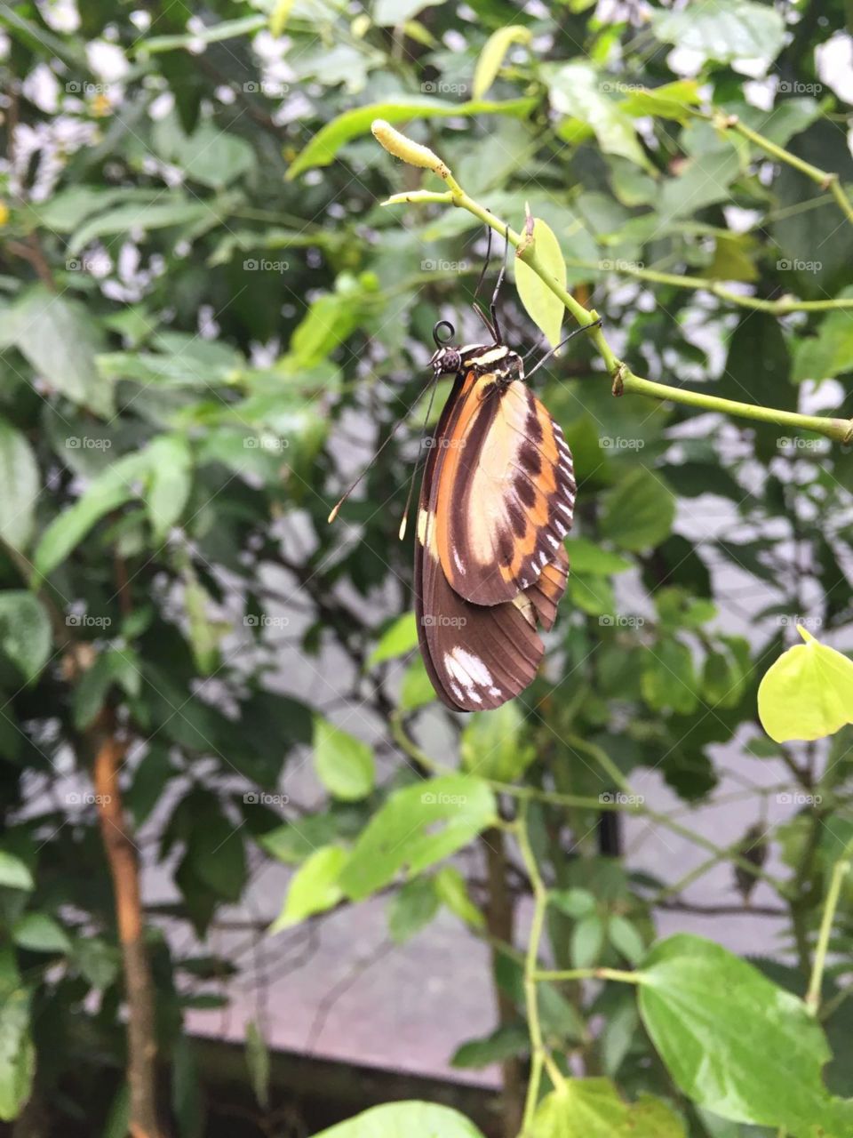 Borboletas da floresta