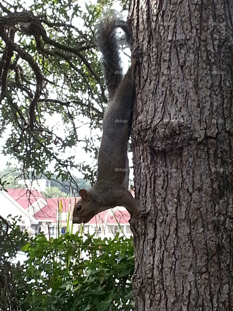 squirrel playing around a tree