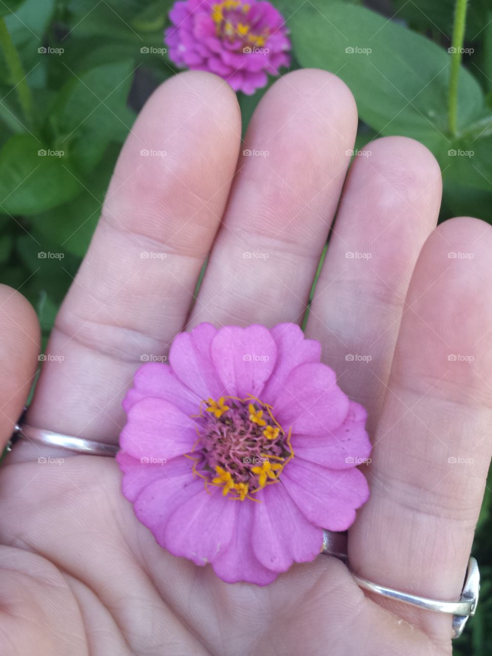 handful of color (fushia)