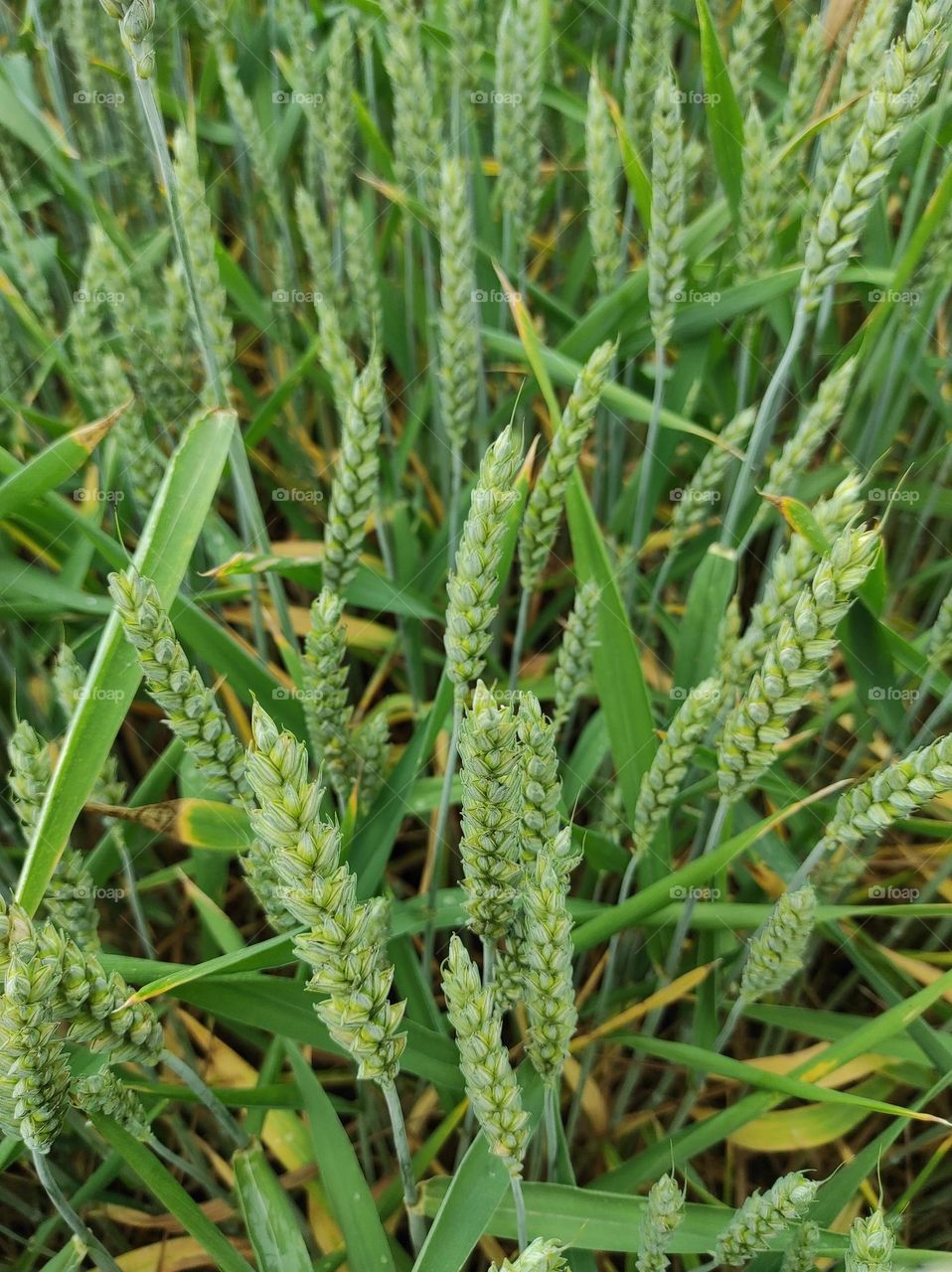 The harvest is ripening