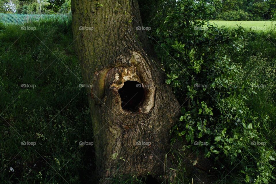 Hole in the tree ! 